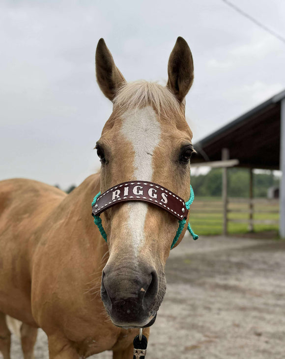 Custom leather noseband on muletape halter